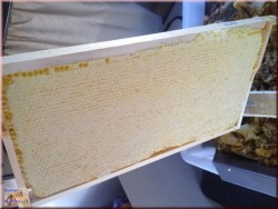 Лавандовый мёд в соте 2021 (2.5-3kg)