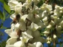 Biały miód pszczoły akacjowe