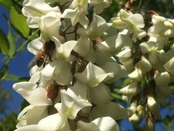 Miel de Robinia Acacia, apiculteur nid d'abeille 2018 (environ 2,5-3kg)
