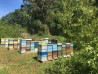 Miel de Robinia Acacia, apiculteur nid d'abeille 2018 (environ 2,5-3kg)