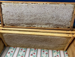 عسل الزيزفون في أمشاط كاملة (حوالي 2.5 كجم) ، تم حصاد العسل ، يوليو 2023 من راينلاند بالاتينات