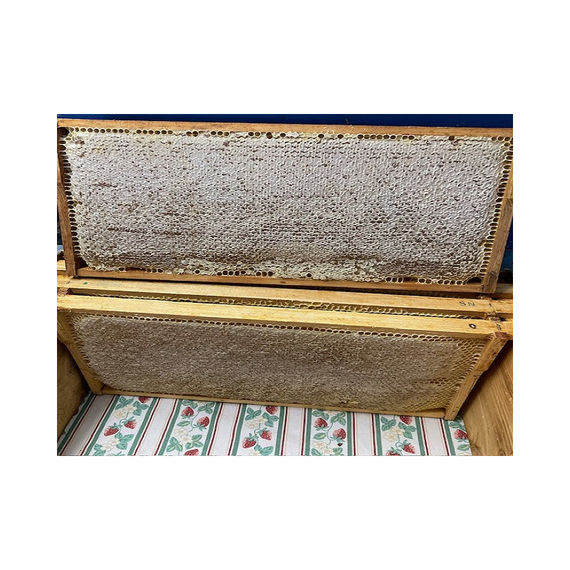 Miel de tilleul en rayons entiers (env. 2,5 kg) miel récolté, juillet 2023 de Rhénanie-Palatinat